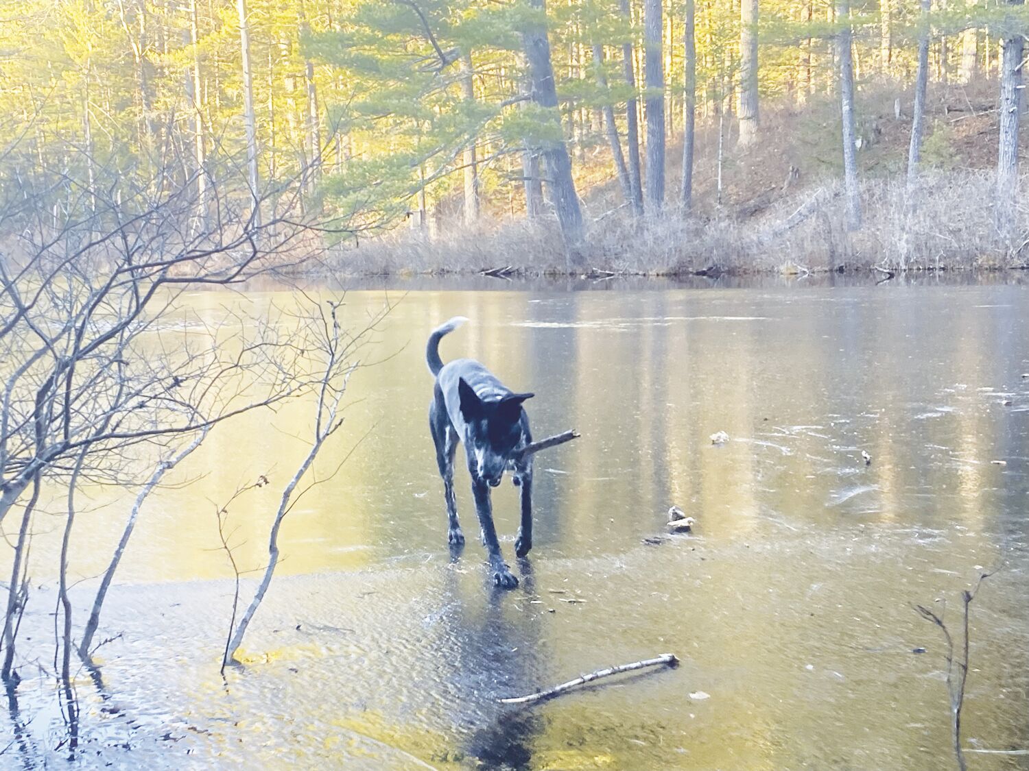 North Country Angling: The big tease